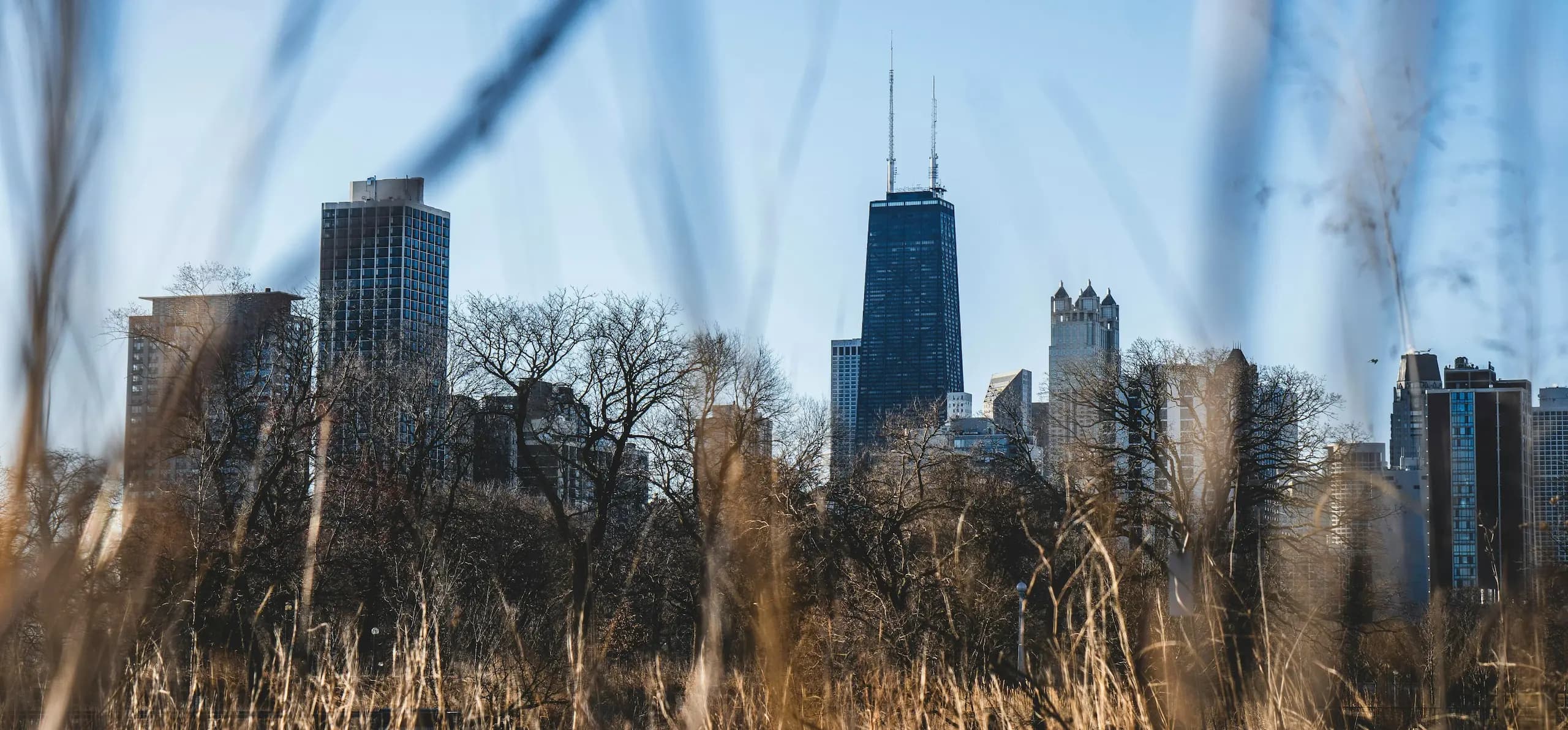 Chicago skyline framed by trees